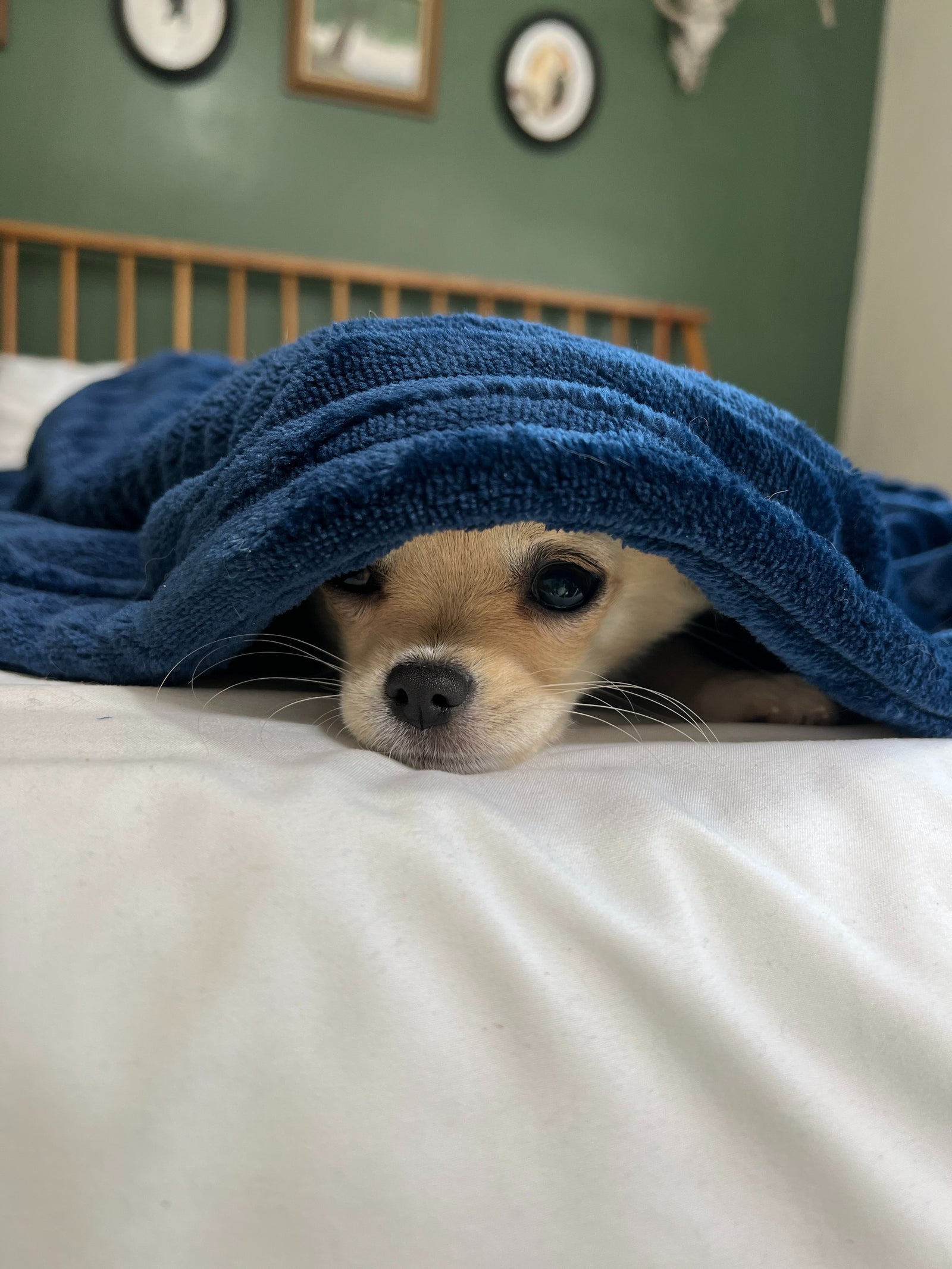 Heated Blanket