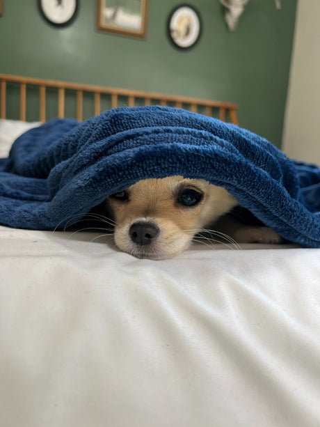 Heated Blanket