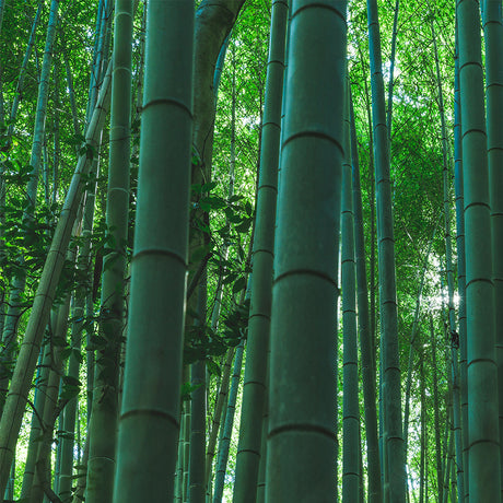 Bamboo Rayon vs Bamboo Viscose: Unraveling the Textile Tangle