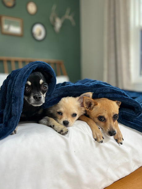 Everything You Need to Know about Heated Blankets