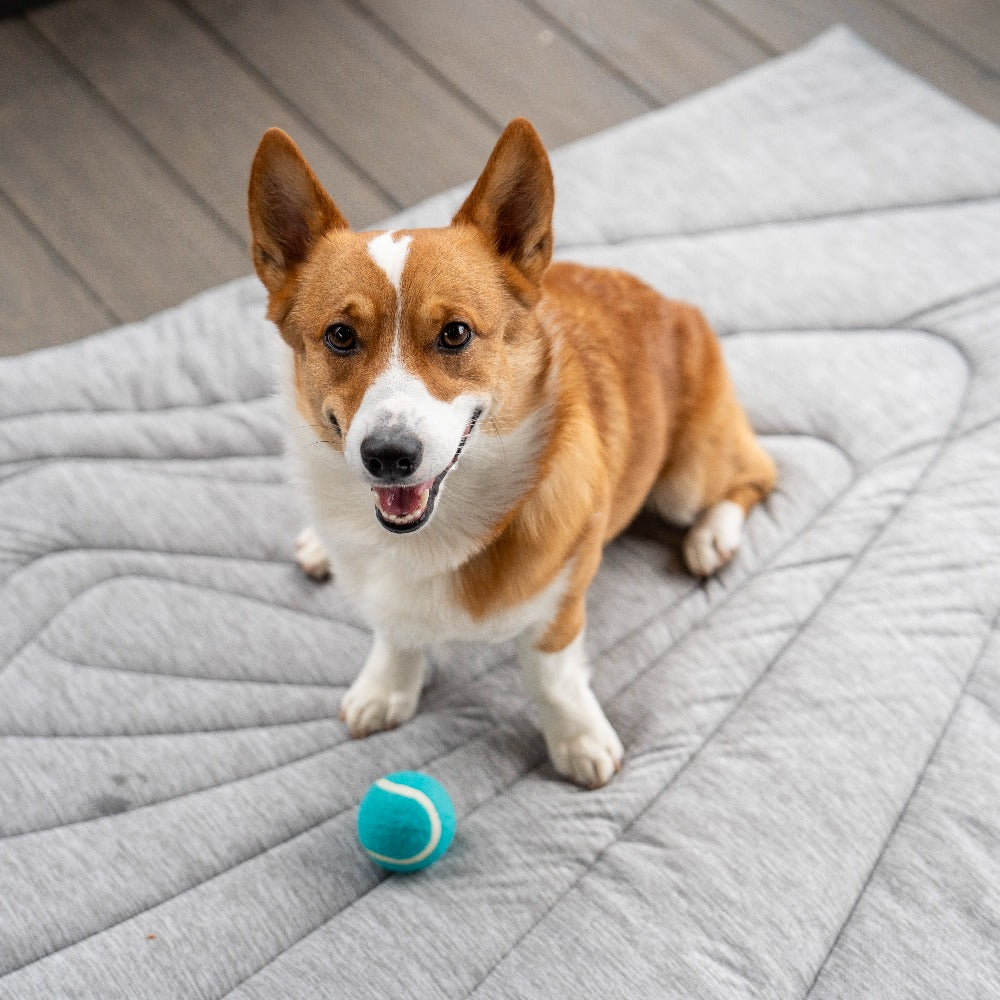 Why Do Dogs Sleep at Your Feet? Understanding the Behavior and Enhancing Comfort