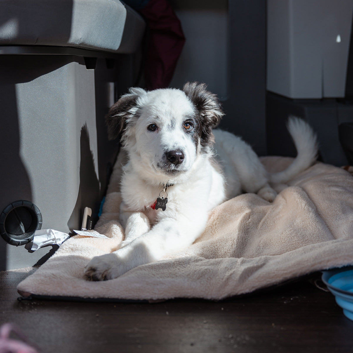 Heated dog blanket for 2024 car